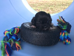 Ponderosa Lhasa Apso Ranch