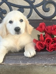 AKC Golden Retriever puppies