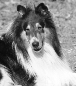 Harmony Hill Collies