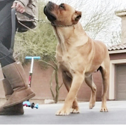 Capo di cane corso