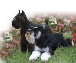 Kindreds Classic Mini Schnauzers