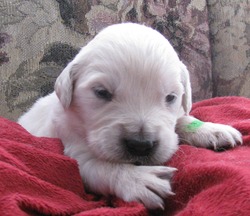 Jaycee Grae Golden Retrievers