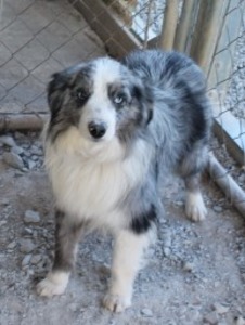 Smith Farm Miniature Australian Shepherd Breeder Lexington Alabama