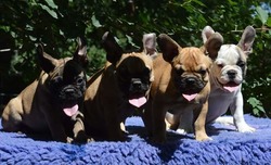 French bulldogs in the poconos