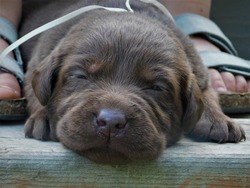 Redwood English Labradors