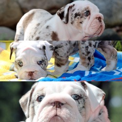 Bulldog Kiddos