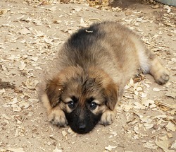 Lake Effect's German Shepherds