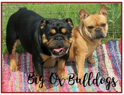 Big Ox Bulldogs