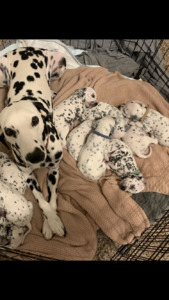 Connect the Dots Dalmatians