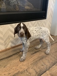 German Shorthaired Pointers