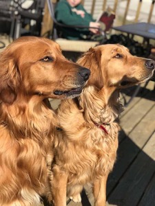 Rowdy’s Retrievers