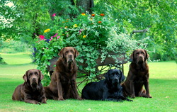 Petiwy Labradors