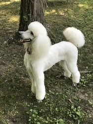 Walker Haus Standard Poodles