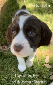 High 'N Dry Farm English Springer Spaniels