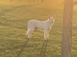 Ohio German Shepherds