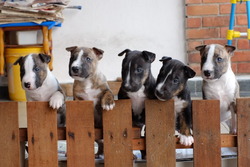 Mini Bull Terrier Puppies