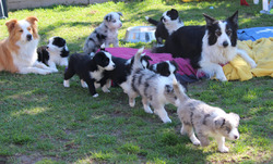 BorderColliePuppies