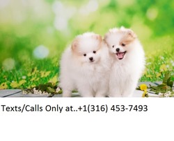 Teacup Toy Pomeranian Puppies For Sale