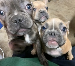 Heartland Frenchies