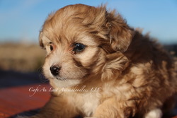 Cafe Au Lait Aussiedoodles