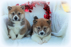 Byler's puppies