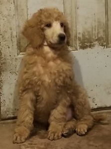 Yankee Lane Kennels