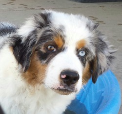 Sancair Mini Aussies