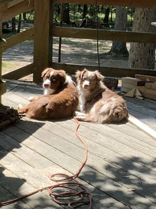 Double D’s Mini Aussies