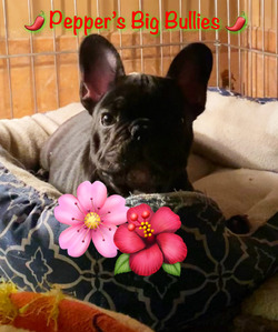 Pepper's Big Bullies French Bulldogs