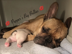 Pepper's Big Bullies French Bulldogs