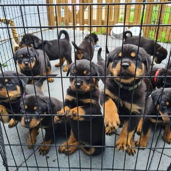 Rottweiler Puppies For Sale