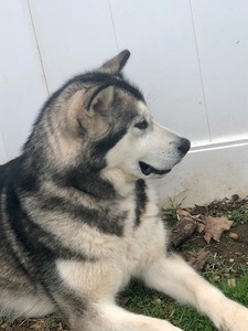 Owyhee Alaskan Malamutes