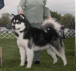 Owyhee Alaskan Malamutes