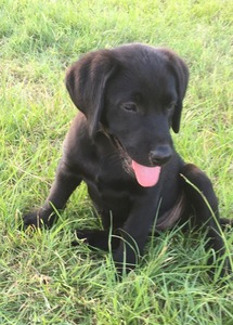 Carson's Kennel