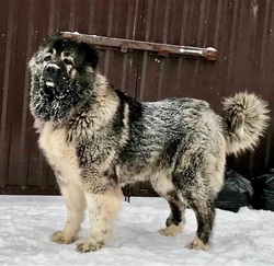 Сибирский Витязь