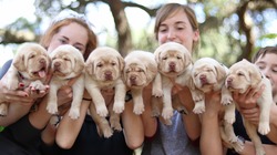 Miller Family Labradors