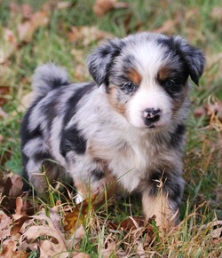 adoptaustralianshepherd