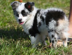 adoptaustralianshepherd