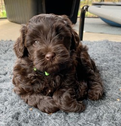Charlotte Labradoodles