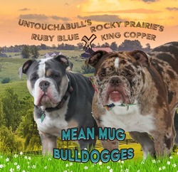 Mean Mug Bulldogges