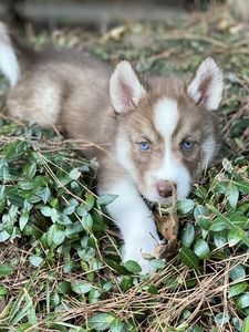 Golden Sun Husky