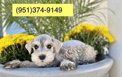 Miniature schnauzers