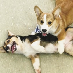 Healthy Corgi & Golden Retriever Pups Home