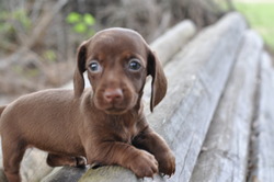 Mini Weenie Dogs