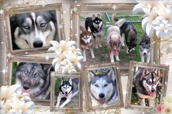 Blue Eyed Louisiana Huskies in the Ruff, LLC