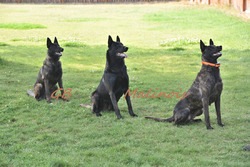 GB Malinois