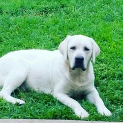 Missouri White Tail Labradors