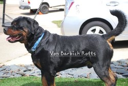 Von Barbich Rottweilers