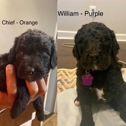 Boss Lady's Bernedoodles