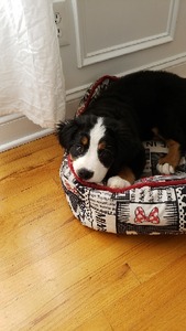 Moultrie Farms Bernese Mountain Dogs & Bernedoodles